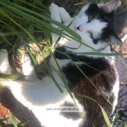 Photo 1/1 Chipie Chat perdu à Nefiach