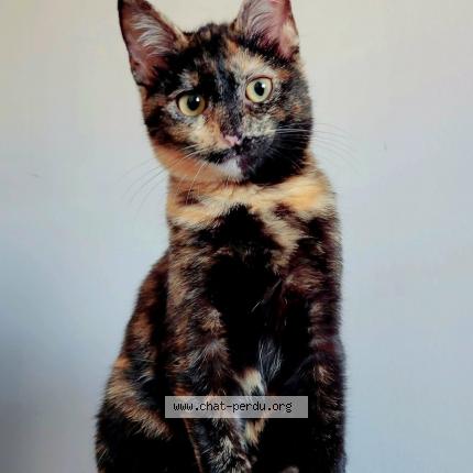 Photo de chat perdu à Perpignan