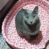 Photo de chat perdu à Escazu