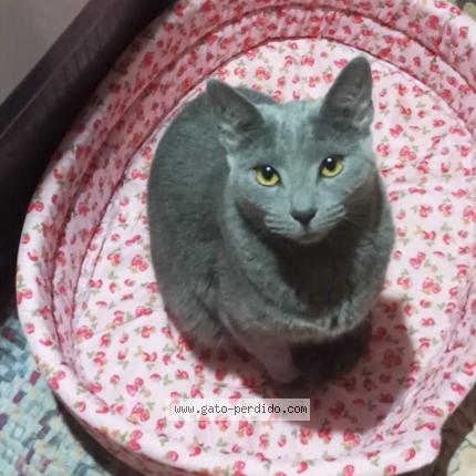 Photo 1/1 Kitty Chat perdu à Escazu