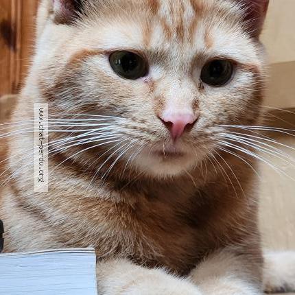 Photo 1/1 Charlotte Chat perdu à Tres saint redempteur