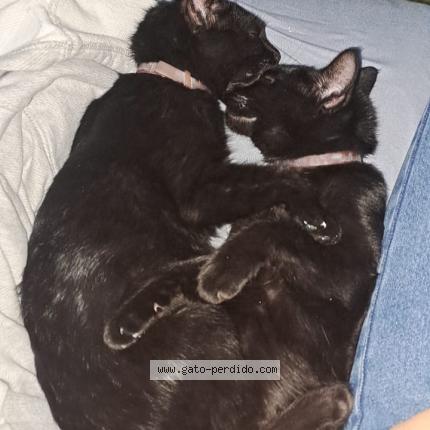 Photo 1/1 Chat trouvé Trouvé à Maldonado