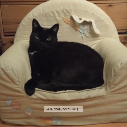 Photo 1/1 Chat retrouvé Perdu à Les rosiers sur loire