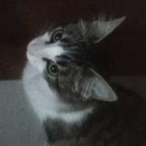 Photo de chat perdu à Montevideo