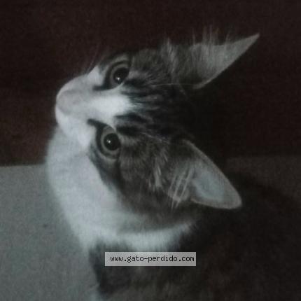 Photo 1/1 Paru Chat perdu à Montevideo