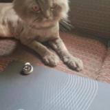 Photo de chat perdu à Chennai