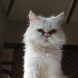 Photo de chat perdu à Lahore