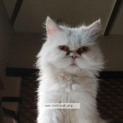 Photo 1/1 KITTO Chat perdu à Lahore