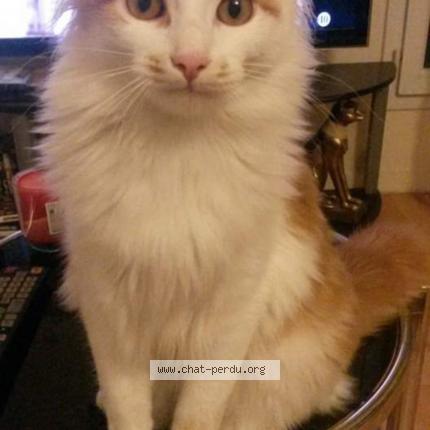 Photo 1/1 Kiwi Chat perdu à Champigne