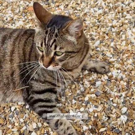 Photo 1/1 Pantoufle Chat perdu à St martial d artenset