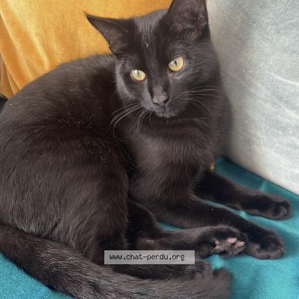 Photo de chat perdu à Fontenay Aux Roses Paradis