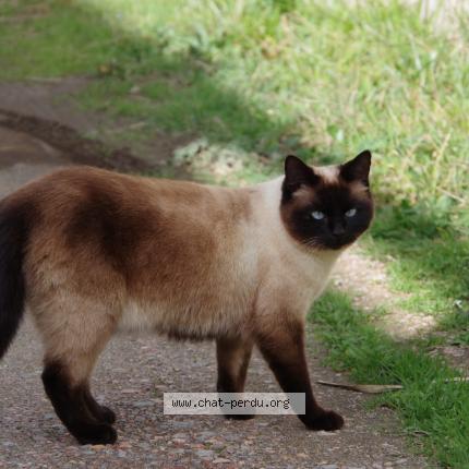 Photo 1/1 Chat retrouvé Perdu à Maureillas Las Illas