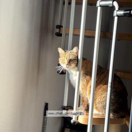 Photo de chat perdu à Nimes