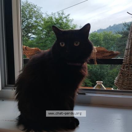 Photo 1/1 Chat retrouvé Perdu à Saint Etienne