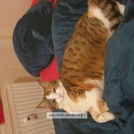 Photo 1/1 Chat retrouvé Perdu à Vignory