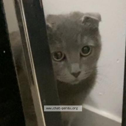 Photo 1/1 Mia Chat perdu à Hardricourt
