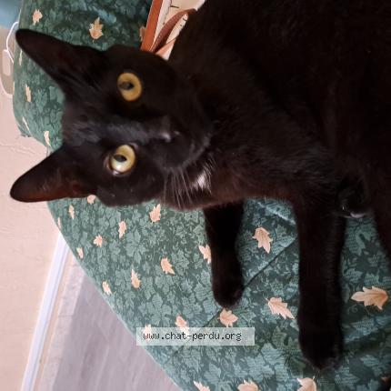 Photo 1/1 Chat retrouvé Perdu à Balaruc Les Bains