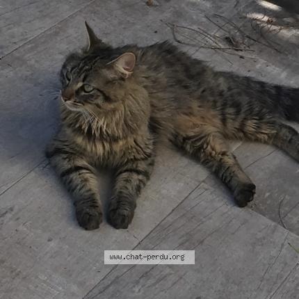 Photo de chat perdu à Canet En Roussillon