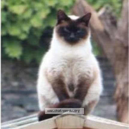 Photo de chat perdu à Angers