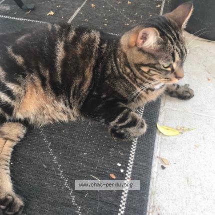 Photo 1/1 Pistache Chat perdu à Nantes