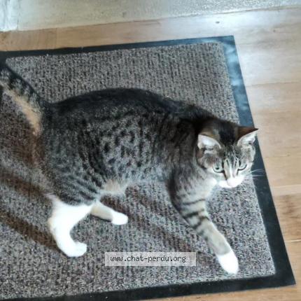 Photo de chat trouvé à Brengues 46320