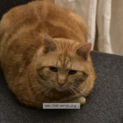 Photo de chat perdu à Cestas