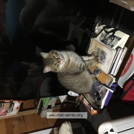 Photo 1/1 Mistigri Chat perdu à Saint generoux