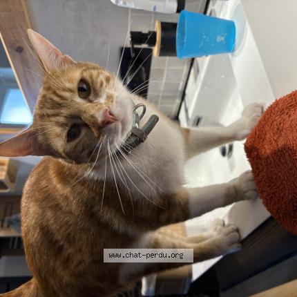 Photo 1/1 Chat retrouvé Perdu à La Croix En Touraine