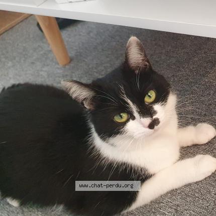Photo de chat perdu à Erquy
