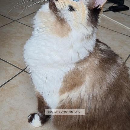 Photo 1/1 Ouija Chat perdu à Saint romain sur cher