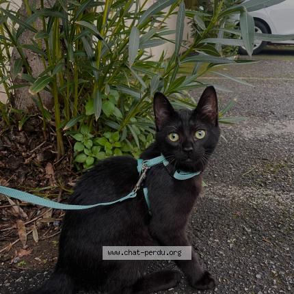 Photo de chat perdu à Saint Laurent Du Var