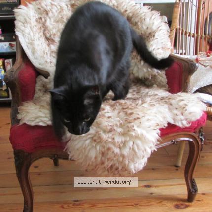 Photo 1/1 Mrelin Chat perdu à Tours