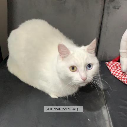 Photo de chat perdu à Branville