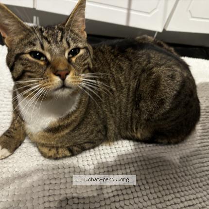 Photo 1/1 Tsuki Chat perdu à Oisy