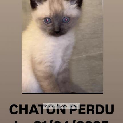 Photo 1/1 Simba Chat perdu à Cepet