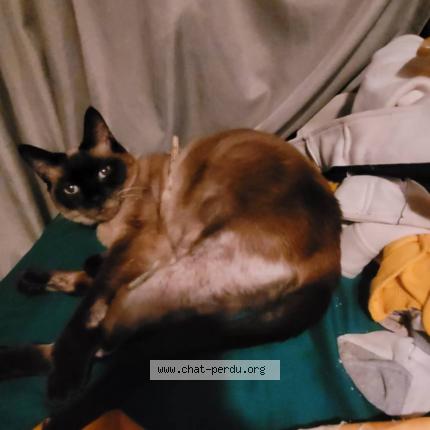 Photo 1/1 Chat retrouvé Perdu à Labastide Du Vert