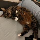 Photo de chat perdu à Jouars Pontchartrain