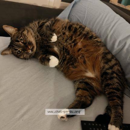 Photo 1/1 Chat retrouvé Perdu à Jouars pontchartrain