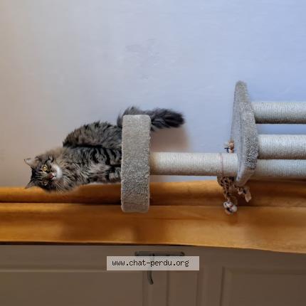 Photo 1/1 Mochi Chat perdu à Sarrians