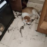 Photo de chat perdu à Bangalore