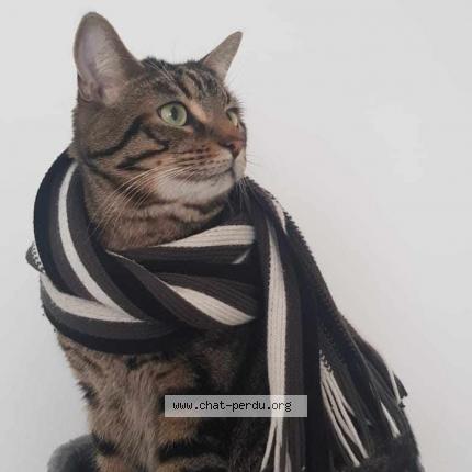 Photo de chat perdu à Vallet