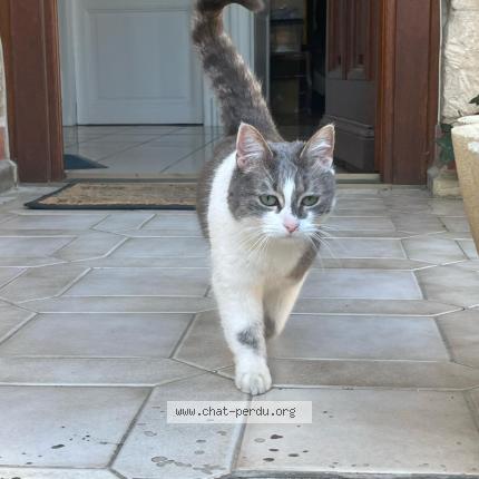 Photo 1/1 Lilas Chat perdu à Ludes