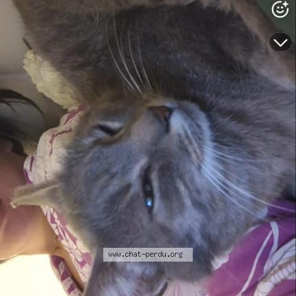 Photo de chat perdu à Courtenay