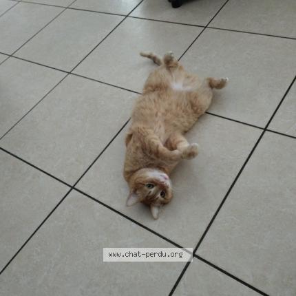 Photo 1/1 Naho Chat perdu à Belin beliet