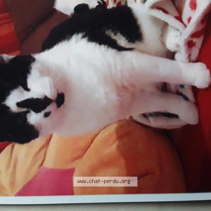 Photo 1/1 Orion Chat perdu à Pontchateau