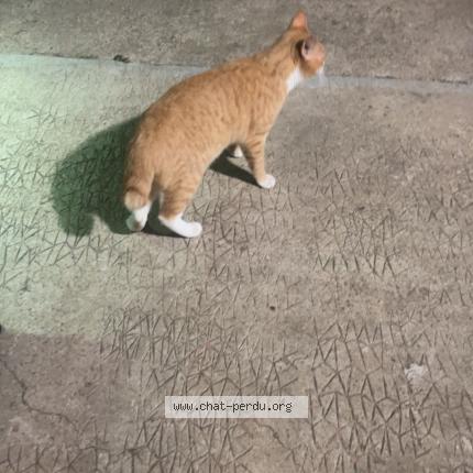 Photo 1/1 Chat retrouvé Trouvé à Beaucaire