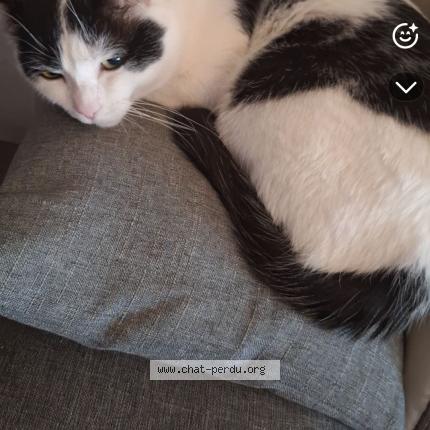 Photo 1/1 Oreo Chat perdu à Vihiers