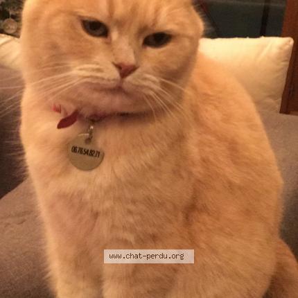 Photo 1/1 Rouquette Chat perdu à Bernin