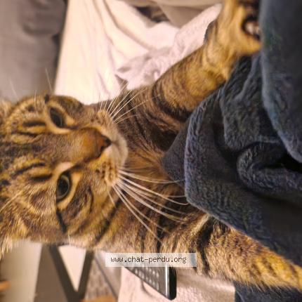 Photo de chat perdu à Rouvroy