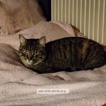 Photo de chat perdu à Le Creusot